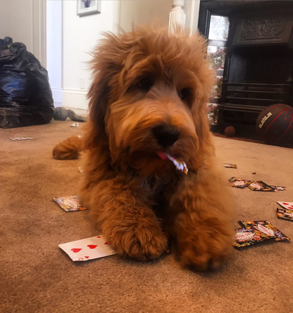 Groodle Puppies For Sale NSW | 2019 Litters | Rubyleigh Designer Dogs