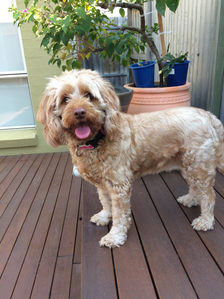 Miniture Spoodle Puppies for Sale NSW | 2019 Litters ...