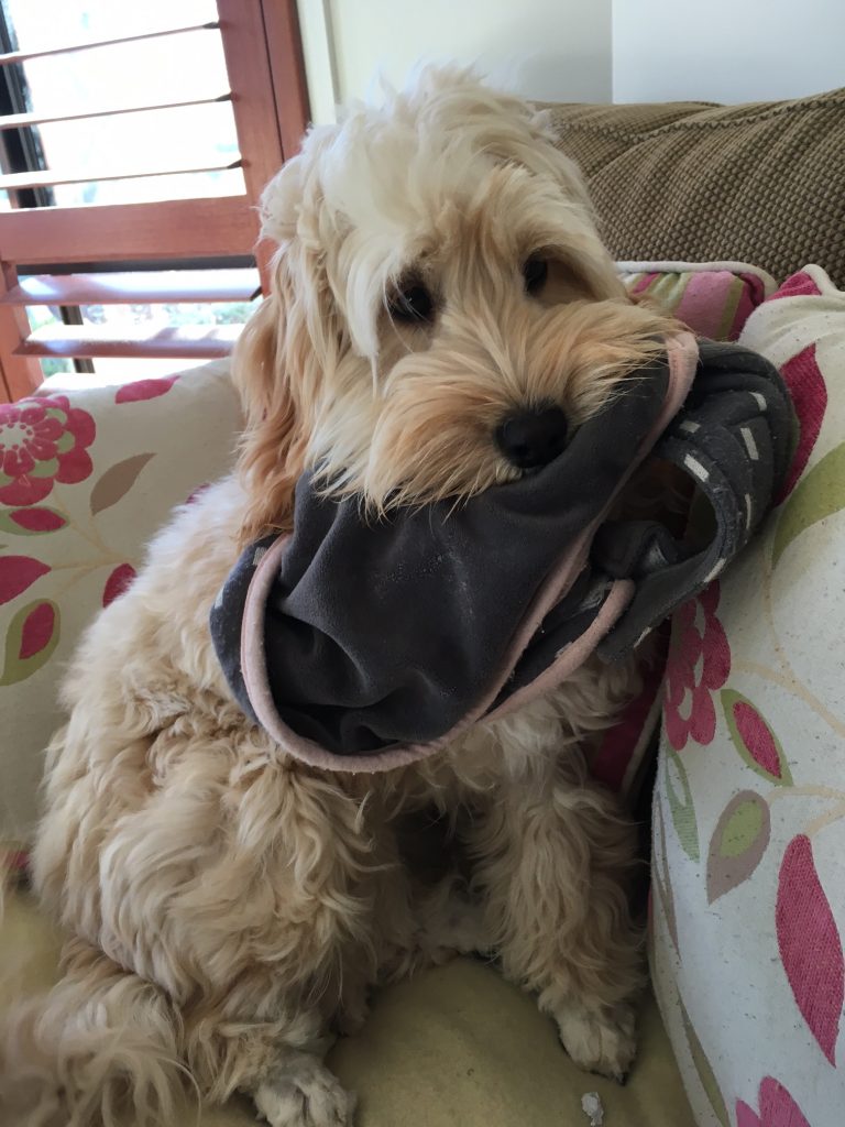 Spoodle Puppies For Sale Mini Spoodle Deposit Now for