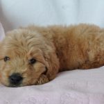 Groodle Puppies For Sale NSW | 2019 Litters | Rubyleigh Designer Dogs