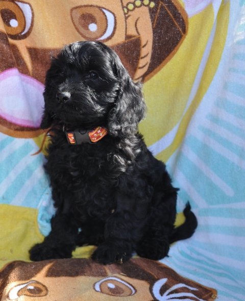 14+ Spoodle For Sale Nsw PNG