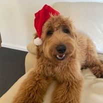 Groodle Puppies For Sale NSW Rubyleigh Designer Dogs